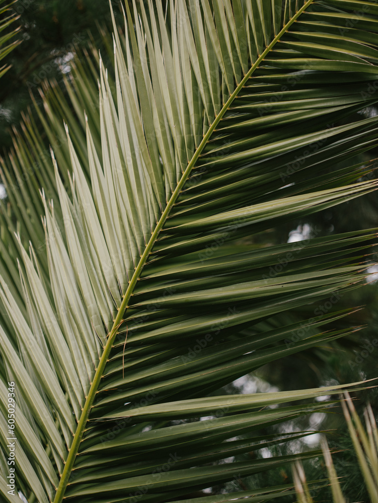 Obraz premium palm tree leaf