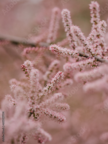 close up of pink flowers in spring
