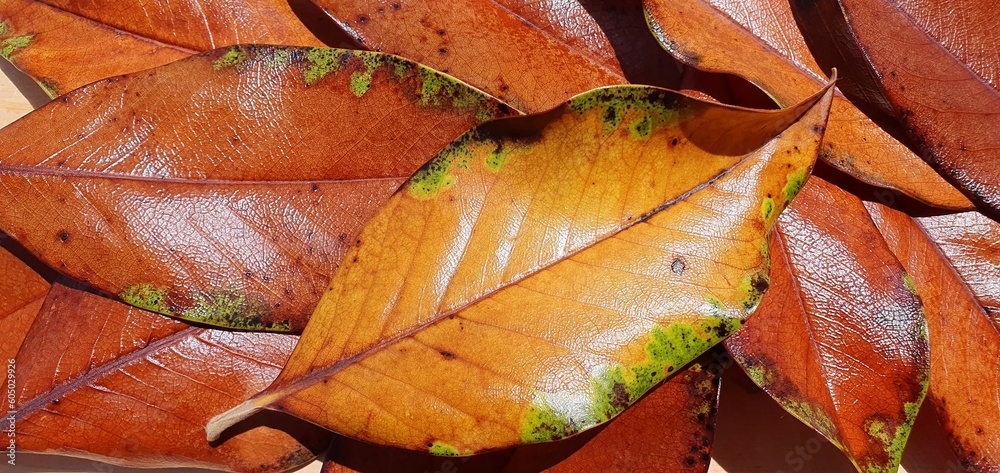 Autumn leaves background. Shiny, orange, yellow, brown, gold, red, dry leaves. Fallen leaves. Golden autumn leaves pattern. Leaf texture. Autumn season background. Autumn leaves background. Shiny, orange, yellow, brown, gold, red, dry leaves. Fallen leaves. Golden autumn leaves pattern. Leaf texture. Autumn season background.