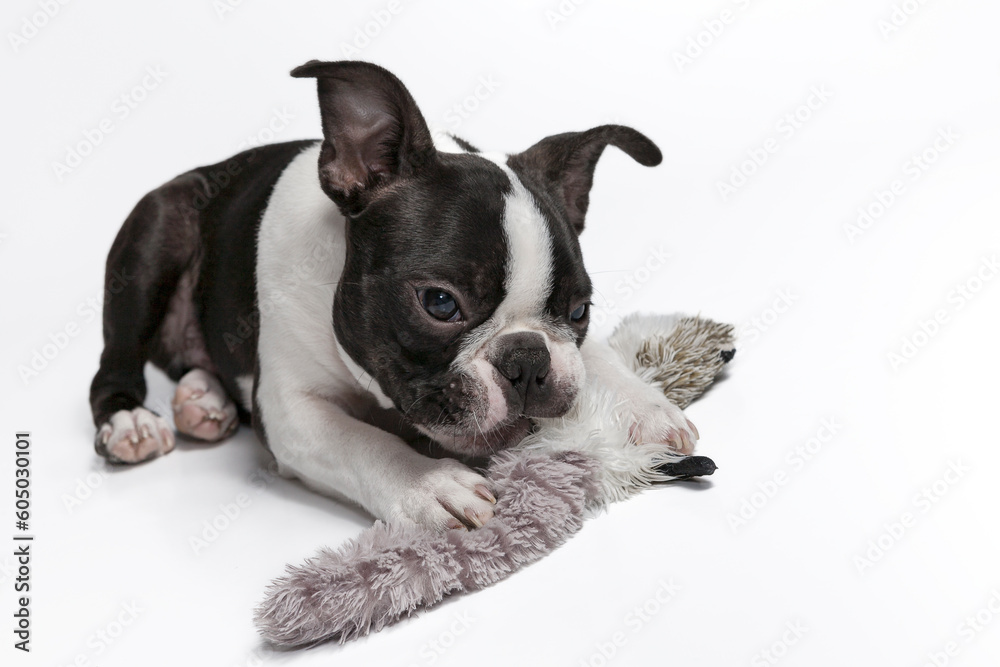 Boston Terrier, puppy 4 month old, with a toy, lying in studio,  isolated on white background. Black and white dog. Head portrait of purebred Boston Terrier pupy, studio, white background.