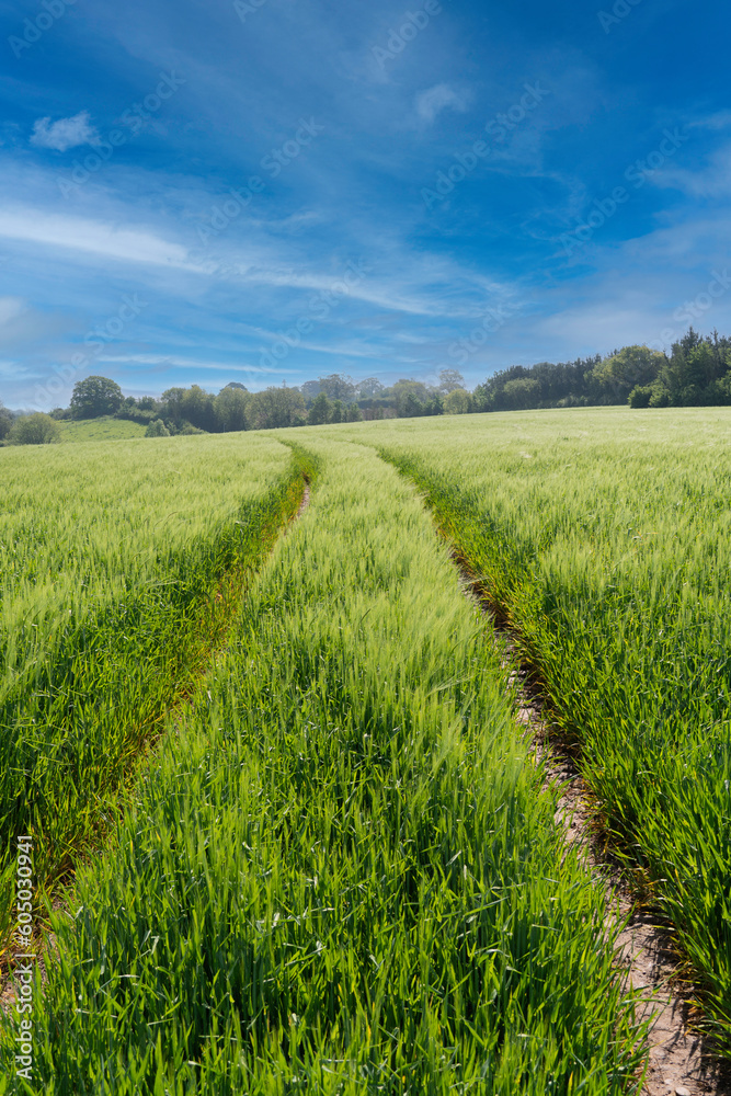 Farm field of growing, green wheat crop in spring, blue sky Farm field of growing, green wheat crop in spring, blue sky
