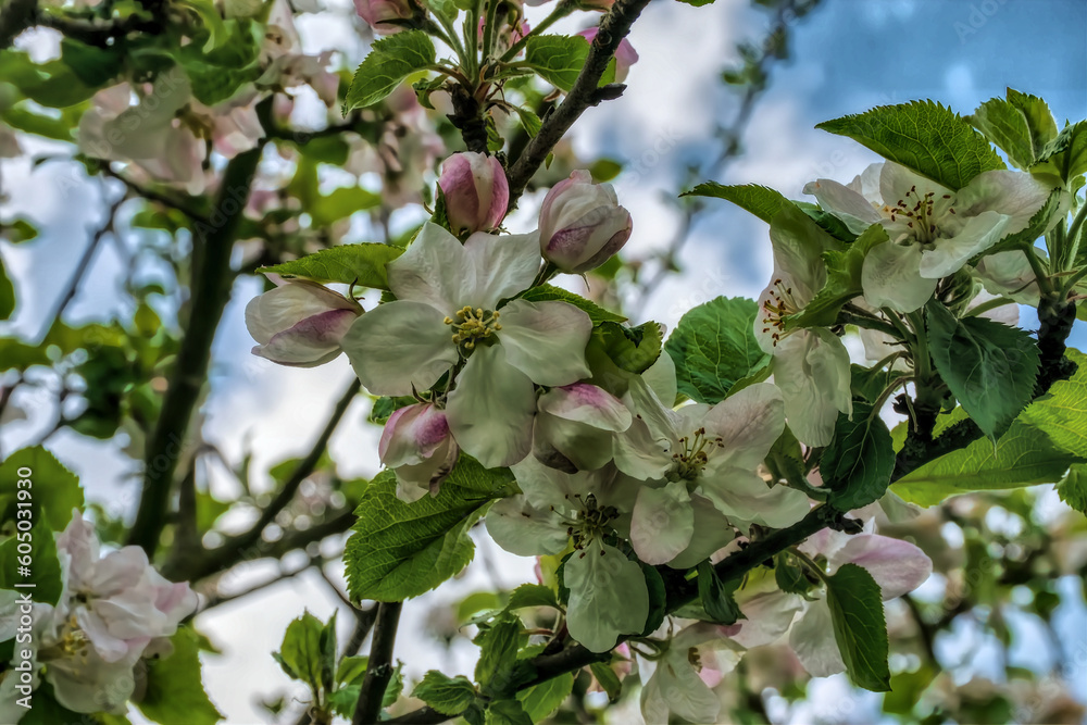 Apfelblüte Apfelblüte