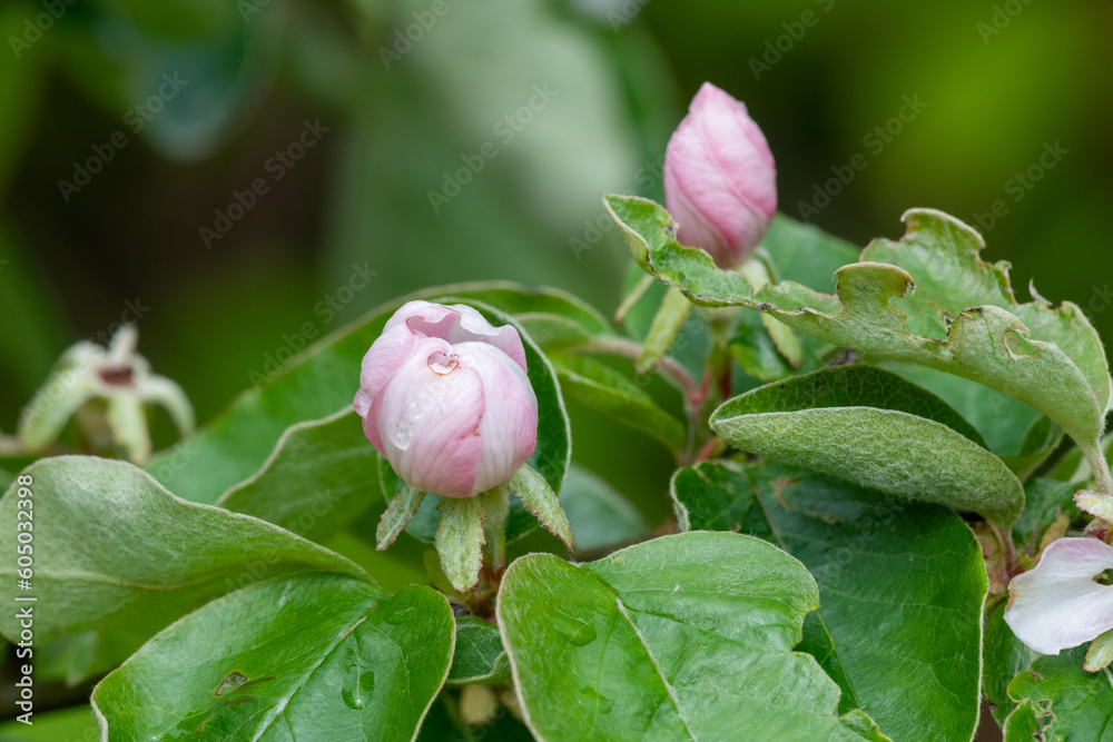Pink quince (cydonia oblonga) flowers in bloom Pink quince (cydonia oblonga) flowers in bloom