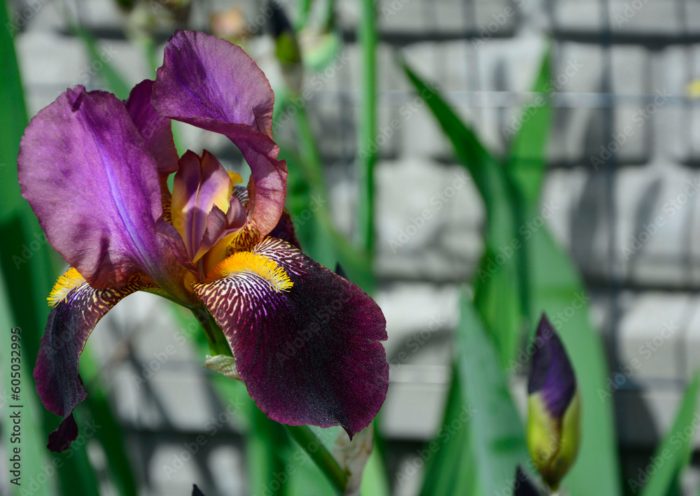 fioletowy kosaciec bródkowy, kwitnący kosaciec niemiecki, (Iris × germanica), bearded iris, German bearded iris - obrazy, fototapety, plakaty 