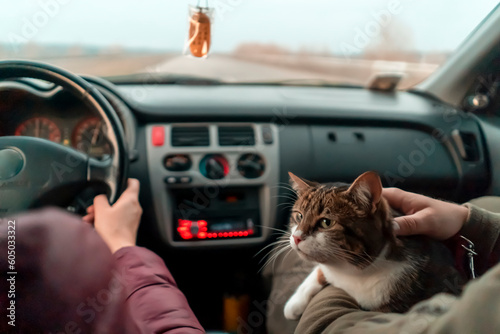People travel with the beloved cat on a car trip.
