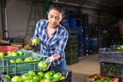 Latin american woman working on small vegetable farm sorting freshly harvested green tomatoes  preparing for packing and storage of crops
