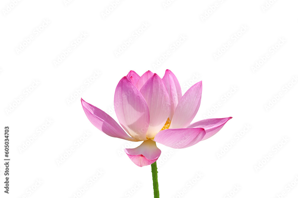 Beautiful bright pink Nelumbo lotus flower on a white isolated background