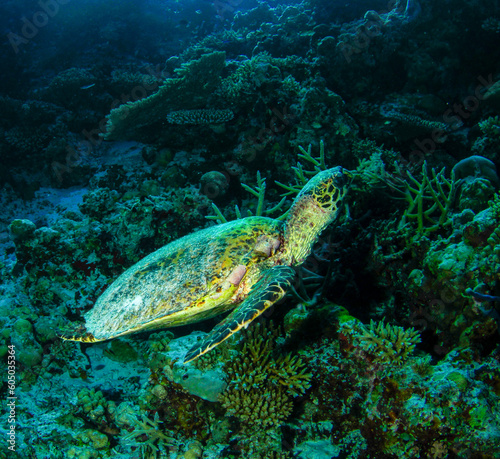 A turtle stands on the seabed and feeds on the hard corals of the reef at the bottom of the sea.