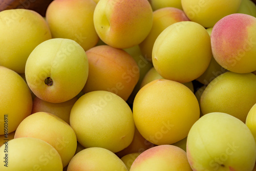 Yellow ripe small ume fruits  after harvest 