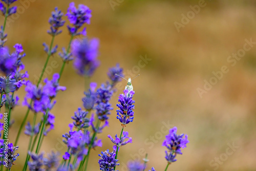 Meadow brown butterfly or maniola jurtina sitting on flowers of blooming lavender closeup.