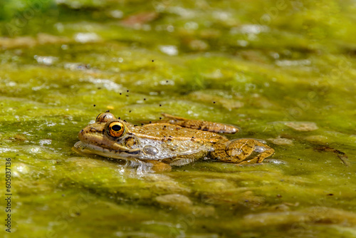 Large green frog in a pond in the water with green plants in Cactualdea Park on Gran Canaria Spain. © Elena Krivorotova
