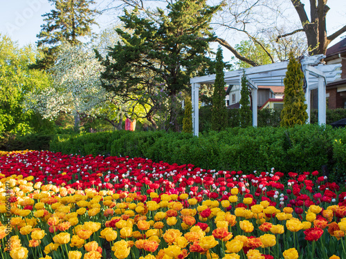 Colourful tulip flowers against blossom trees back-lit by early morning sun at Dow s Lake, one of the Ottawa Tulip Festival s main locations photo