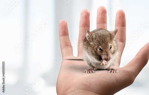 Little pet cute mouse on human hand