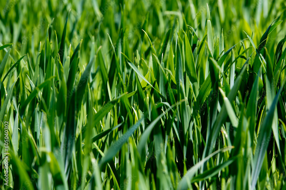 Young green wheat sprouts on field. Agriculture farm. Selective focus. Young green wheat sprouts on field. Agriculture farm. Selective focus.