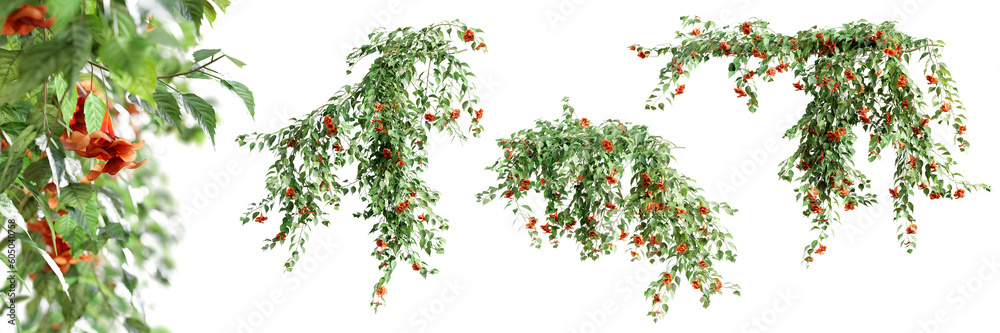 Fototapeta premium Set of Pyrostegia Venusta creeper plant, vol. 1, isolated on transparent background. 3D render.