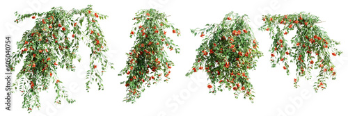Set of Pyrostegia Venusta creeper plant, vol. 2, isolated on transparent background. 3D render. photo