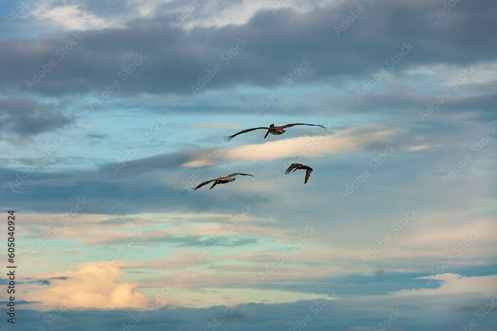 cloudscape with pelicans messengers in Yucatan, Mexico - beautiful background