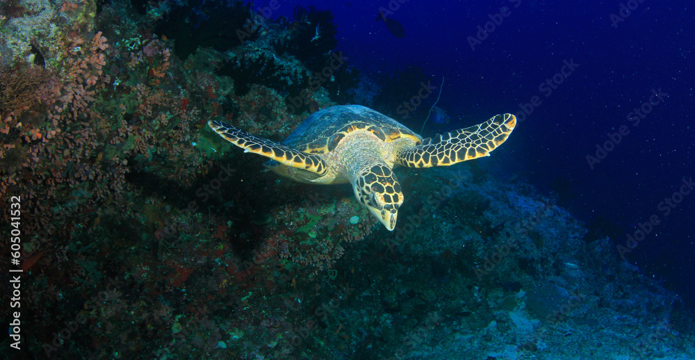 Fototapeta premium Green-hued turtle sailing over the reef in its marine habitat at the bottom of the sea.