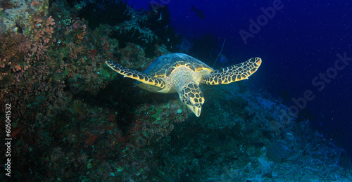 Green-hued turtle sailing over the reef in its marine habitat at the bottom of the sea.