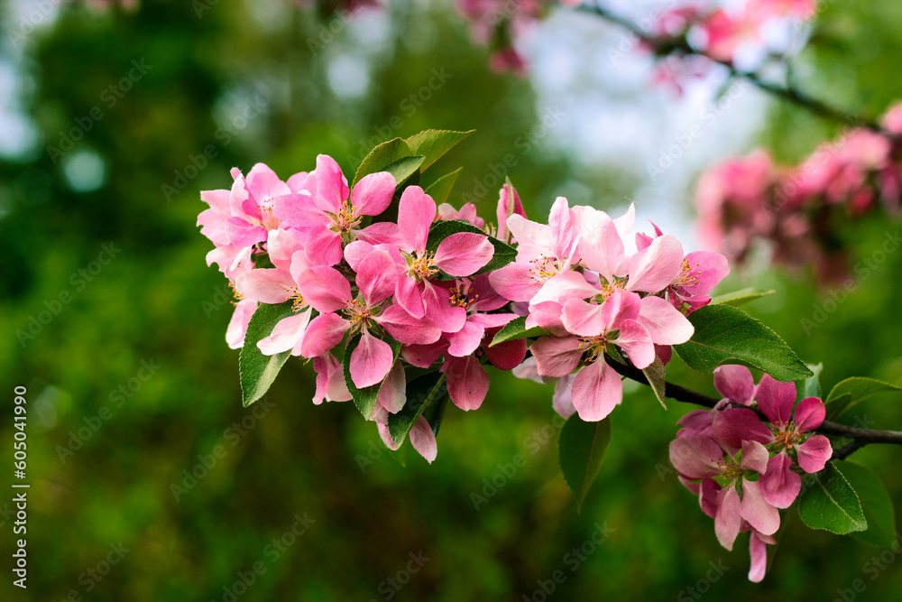 pink flowers of an ornamental apple
