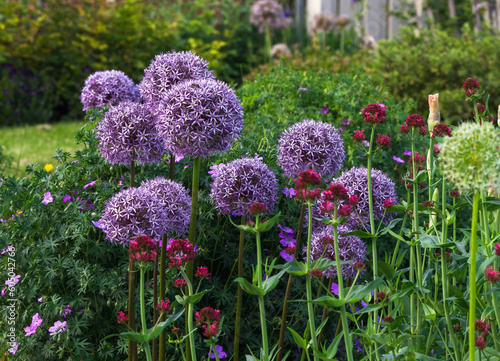 Fototapeta Naklejka Na Ścianę i Meble -  Purple Allium flowers blooming in a mixed garden setting.
