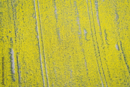Beautiful rapeseed field in summer, aerial view