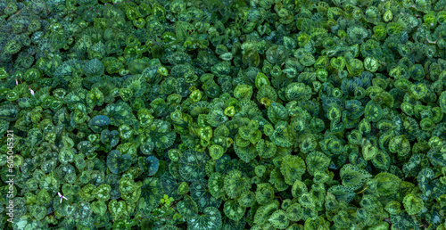 Leaves texture - green horizontal background © greiss design