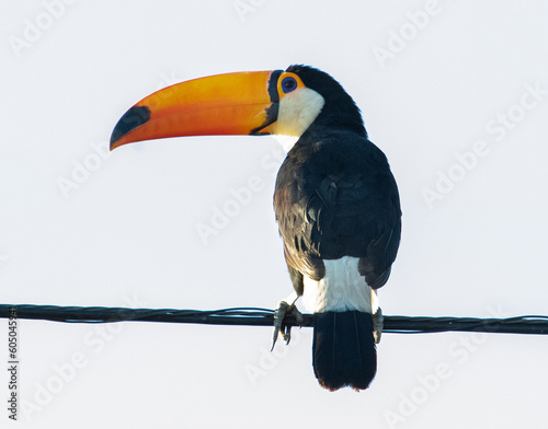 toucan on a wire © Leonardo Araújo