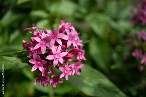 Beautiful pink penta flower in front of leaves texture