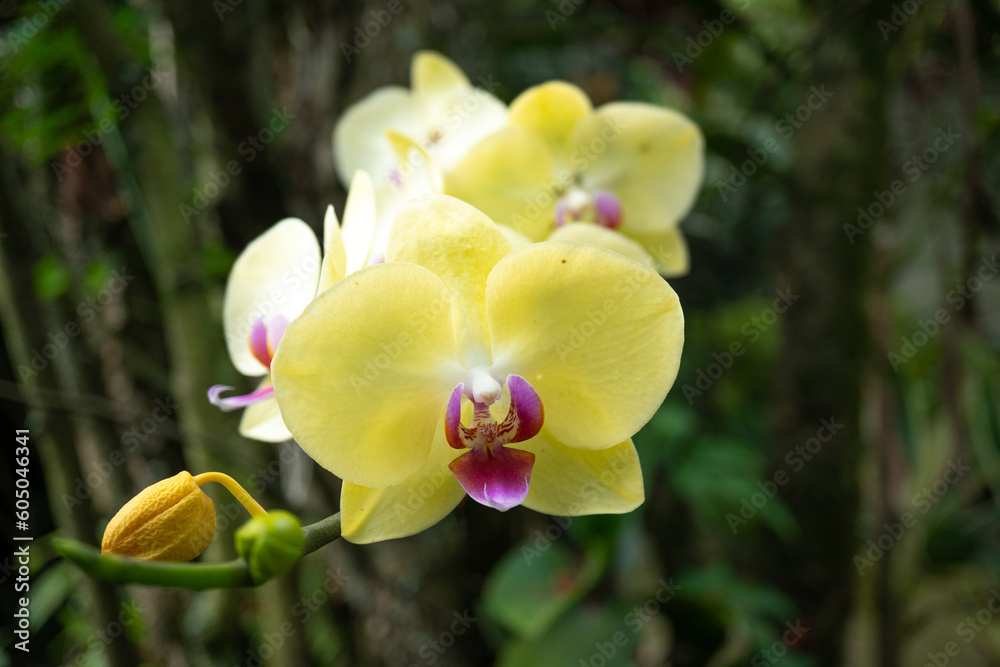 Beautiful Yellow orchid in front of the leaves Beautiful Yellow orchid in front of the leaves