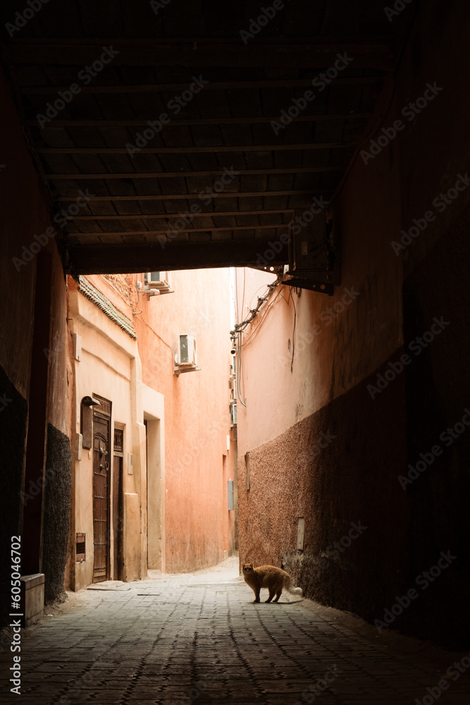 An orange cat in the streets of the Marrakech Medina in Morocco