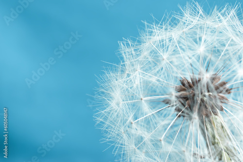 Dandelion macro type  seeds. Blue background color.