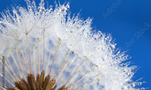 dandelion flower with water drops. selective focus