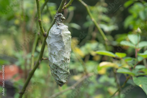 Large caterpillar cocoon hanging from branch