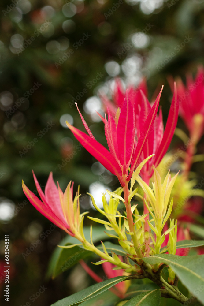 Close-up of pyris leaves. Pieris Japanese. Bright, fresh pieris leaves on a branch.