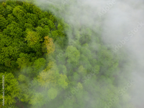 An aerial view of a green forest with a cloud cover, trees seen from above