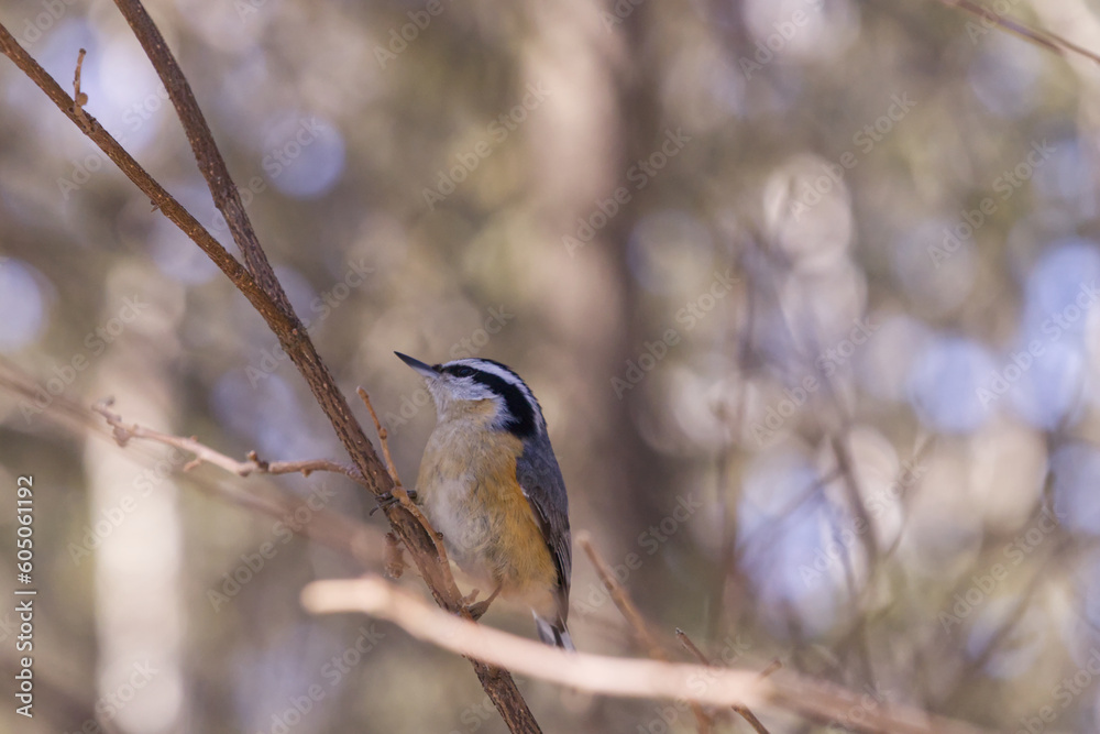 Red-breasted Nuthatch on a Branch Red-breasted Nuthatch on a Branch