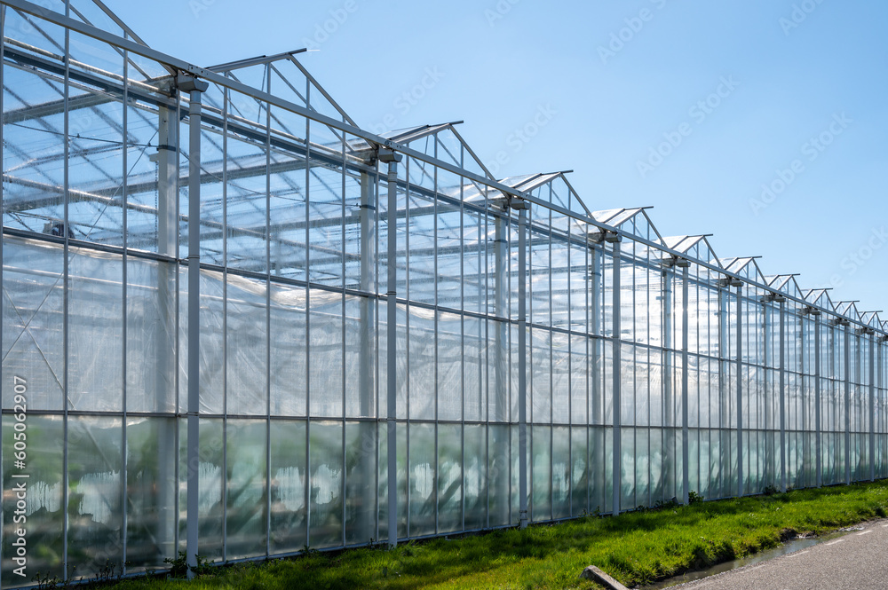 All seasons fresh vegetables, fruits and flowers, agriculture in Netherlands, big modern greeenhouses in Limburg, exterior view