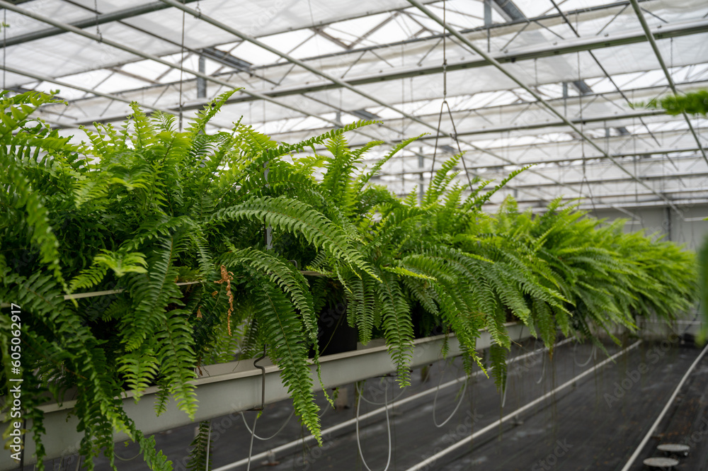 Cultivation of differenent indoor fern plants in glasshouse in Westland, North Holland, Netherlands. Flora industry, Cultivation of differenent indoor fern plants in glasshouse in Westland, North Holland, Netherlands. Flora industry,