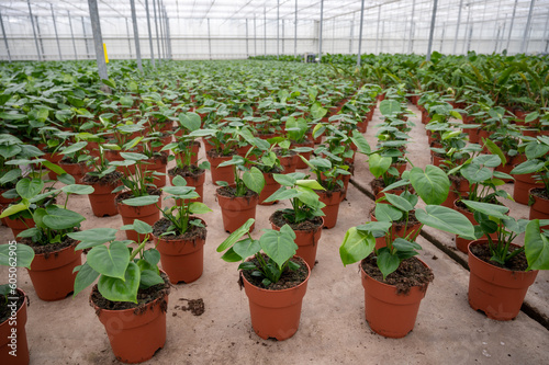 Cultivation of differenent tropical and exotic indoor monstera plants in glasshouse in Westland, North Holland, Netherlands. Flora industry photo