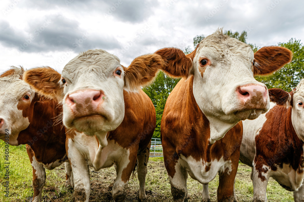Close-up portrait of trustful german simmental cattle on a pasture in spring outdoors Close-up portrait of trustful german simmental cattle on a pasture in spring outdoors
