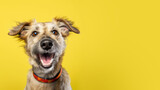 Advertising portrait, banner of a funny dog of sandy beige coat color, with a surprised look, and a collar around his neck, isolated on a neutral yellow background. Generated Ai. High Generative AI