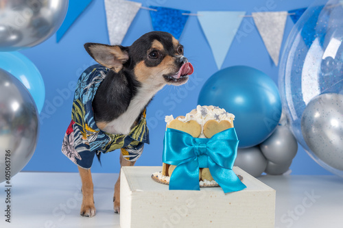Chihuahua dog in the studio wearing colorful shirt eating a cake decorated with a blue ribbon and a party decoration with blue and silver flags and balloons photo