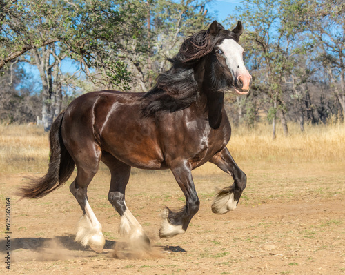Gypsy Vanner Horse mare running in field
