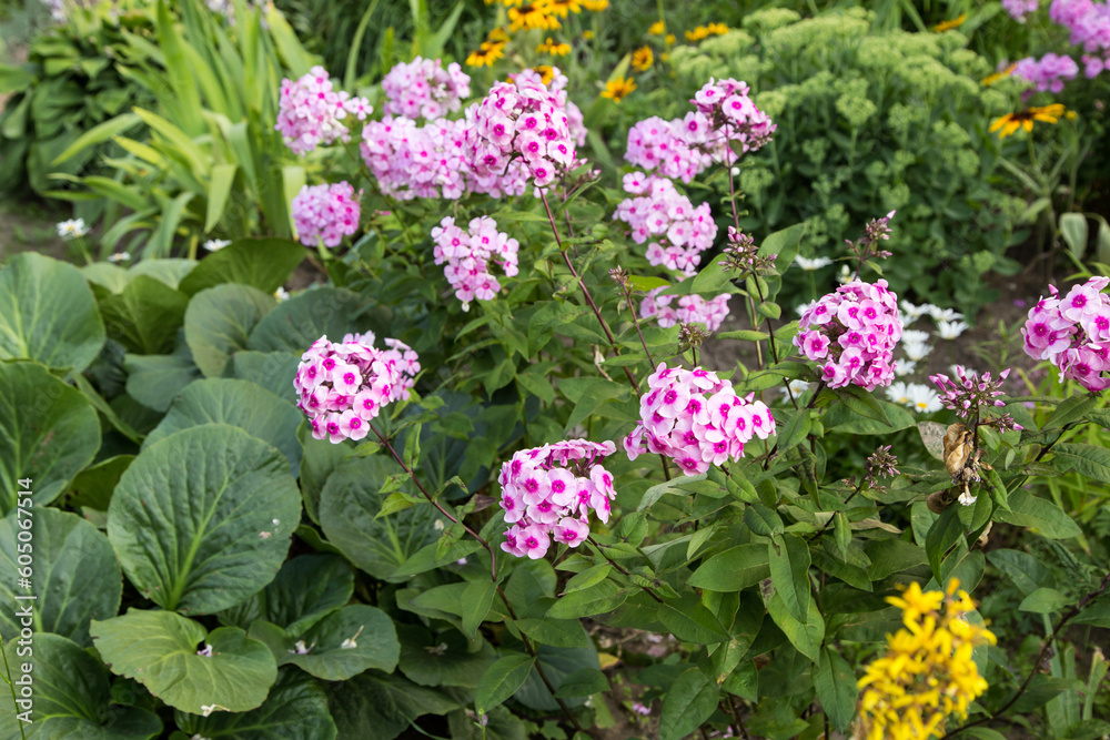 Pink red phlox flower in green garden with plants