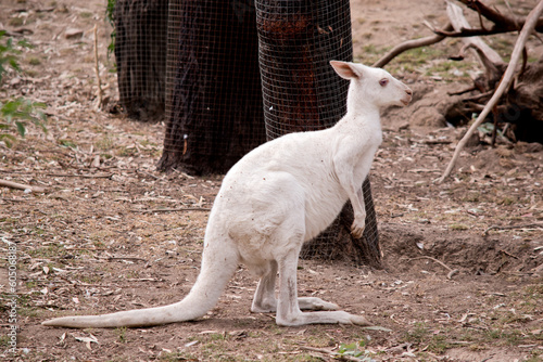 this is a side view of an albino wallaby