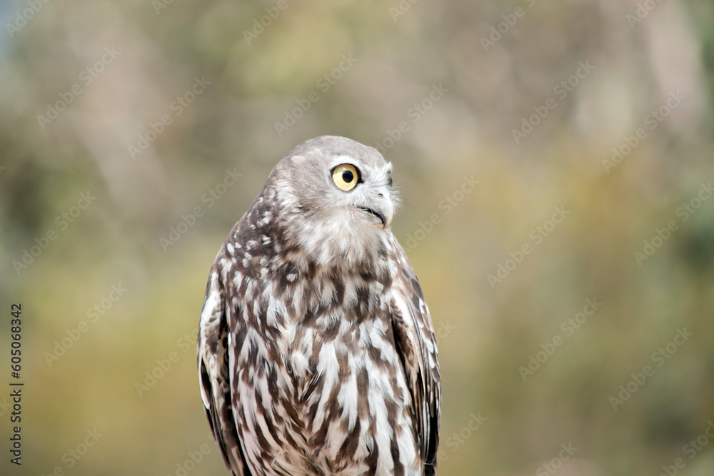 this is a close up of a barking owl this is a close up of a barking owl