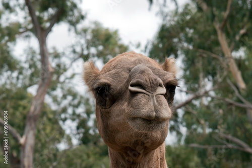 this is a close up of a camel © susan flashman