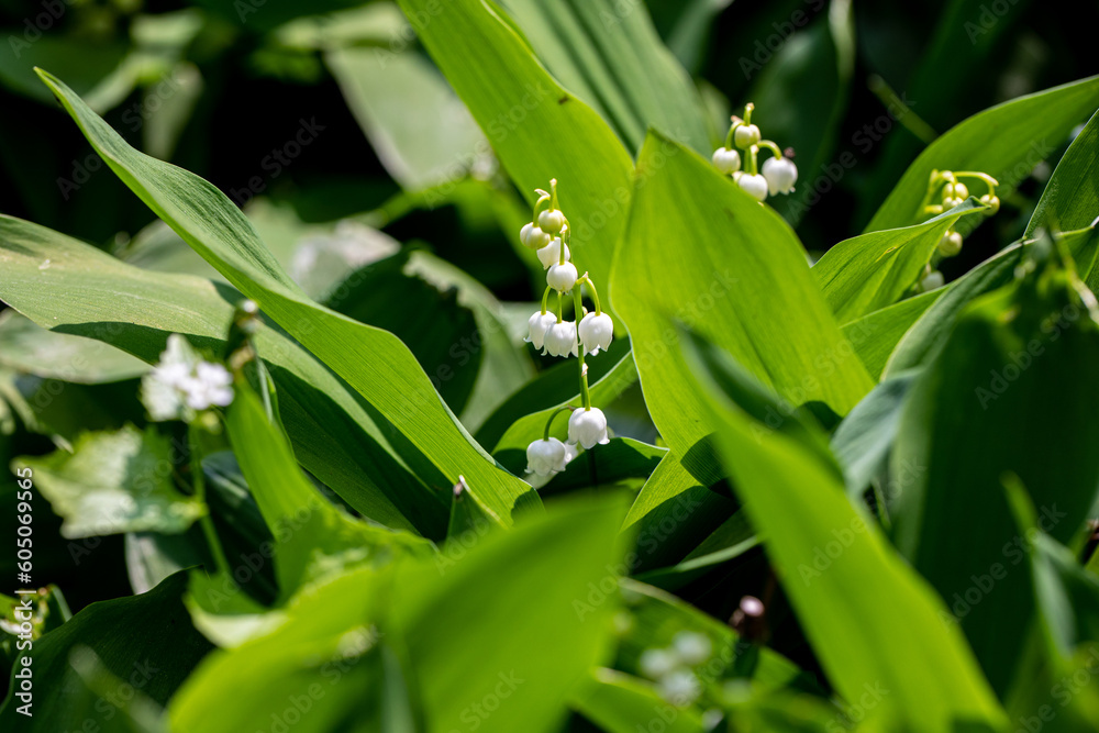 Obraz premium lily of the valley