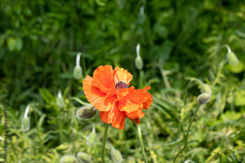 Fototapeta premium red poppy flower